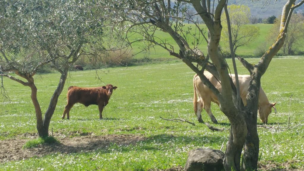 Pietra Maula Agriturismo Castelraimondo Bagian luar foto